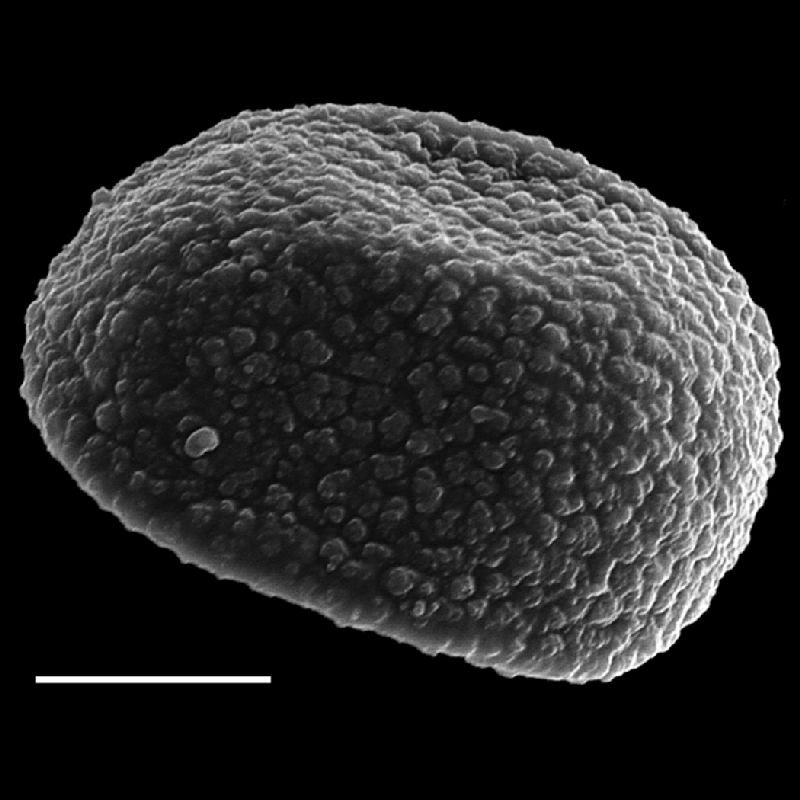 Dryopteridaceae Lomagramma sumatrana