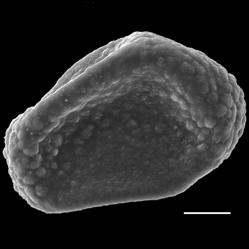 Dryopteridaceae Lomagramma sumatrana