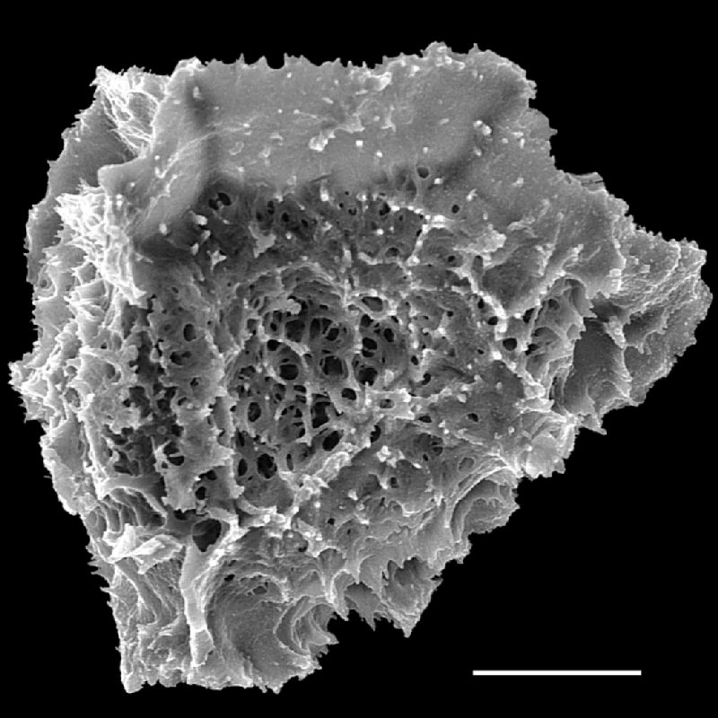 Tectariaceae Tectaria minima