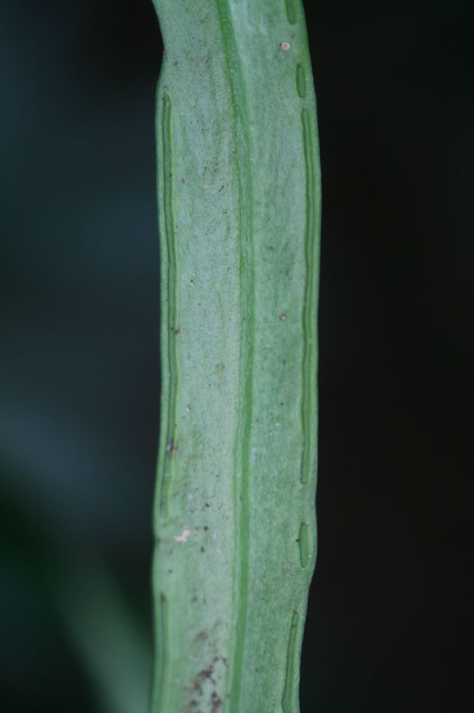  Ananthacorus angustifolius