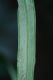 image of Ananthacorus angustifolius