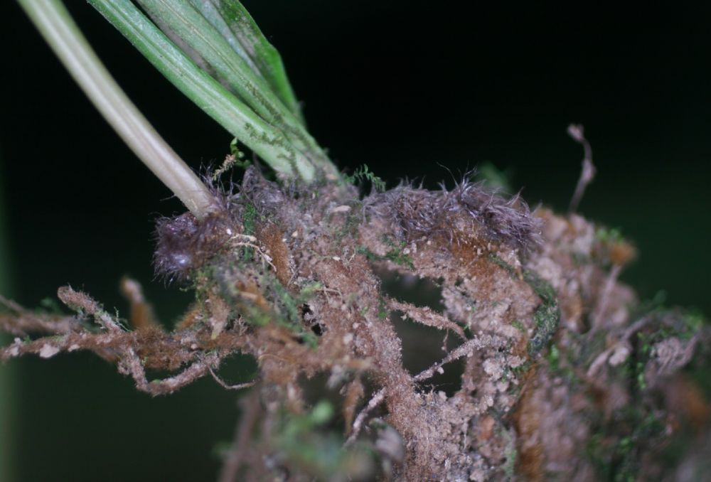  Ananthacorus angustifolius