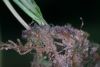 image of Ananthacorus angustifolius