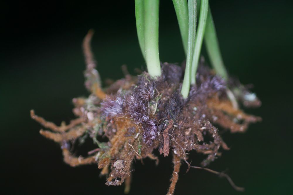  Ananthacorus angustifolius