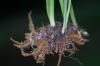 image of Ananthacorus angustifolius