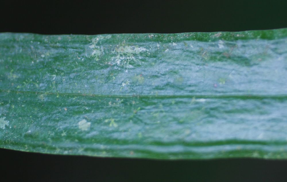  Ananthacorus angustifolius