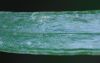 image of Ananthacorus angustifolius