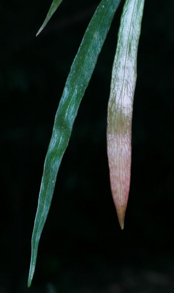  Ananthacorus angustifolius