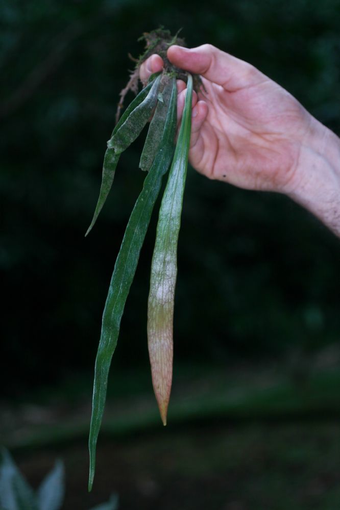  Ananthacorus angustifolius