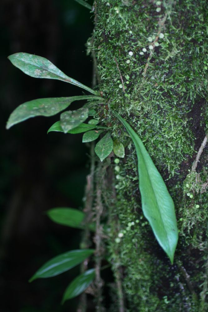 Pteridaceae Polytaenium cajenense