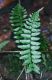 image of Hymenasplenium riparium