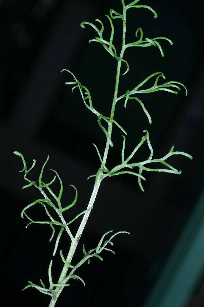 Pteridaceae Ceratopteris thalictroides
