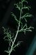 image of Ceratopteris thalictroides