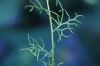 image of Ceratopteris thalictroides