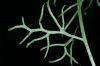 image of Ceratopteris thalictroides