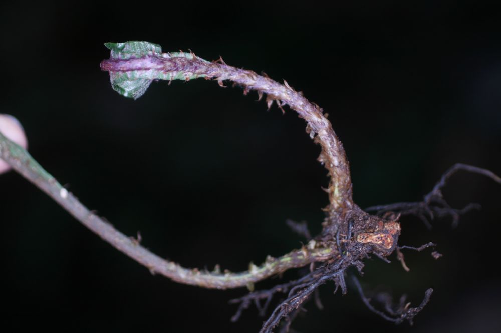  Dracoglossum plantagineum