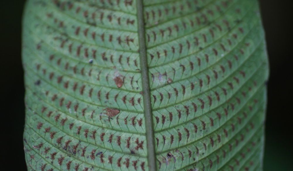  Meniscium falcatum