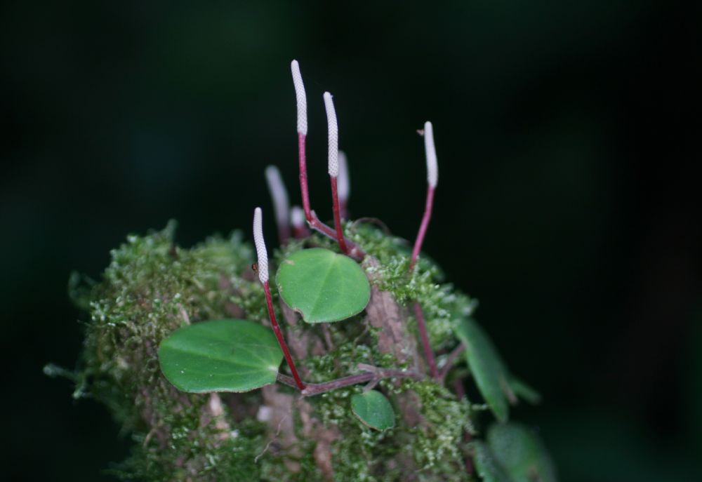 Piperaceae Piper 