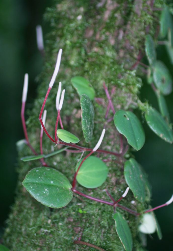 Piperaceae Piper 