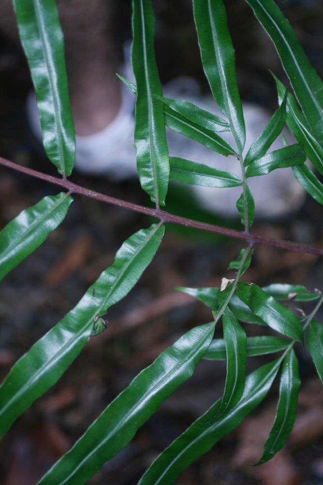 Blechnaceae Salpichlaena papyrus
