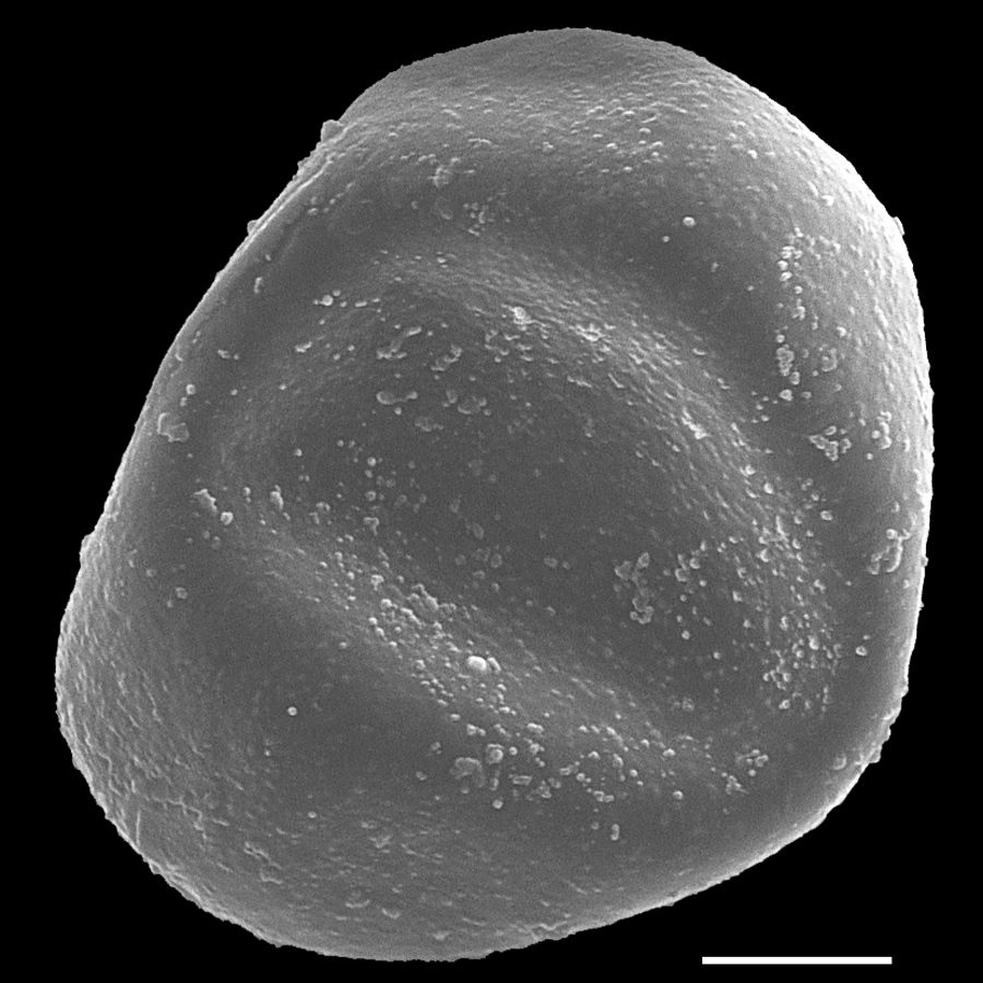 Dryopteridaceae Lomagramma cordipinna