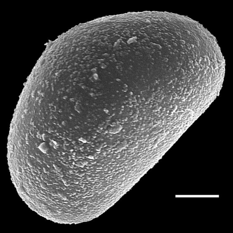 Dryopteridaceae Lomagramma polyphylla
