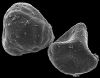 image of Lygodium auriculatum