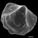 image of Lygodium auriculatum