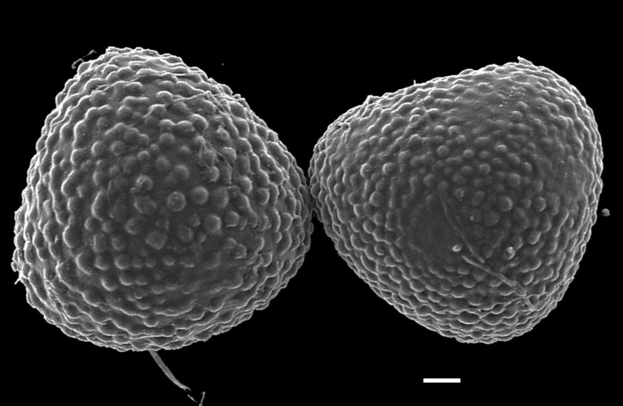 Lygodiaceae Lygodium japonicum