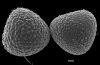 image of Lygodium japonicum