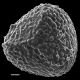 image of Lygodium japonicum