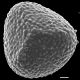 image of Lygodium japonicum