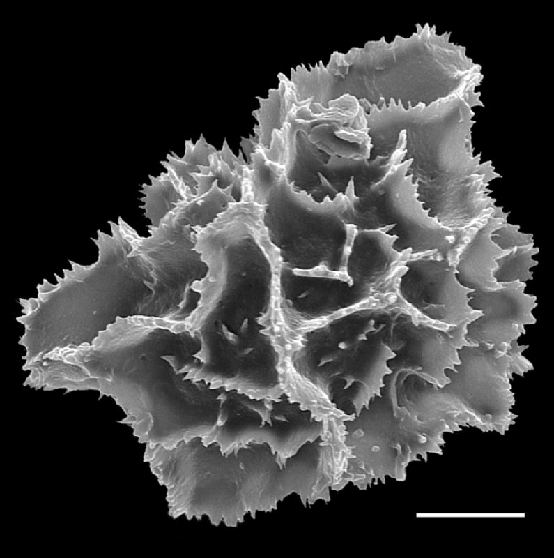 Dryopteridaceae Arachniodes denticulata