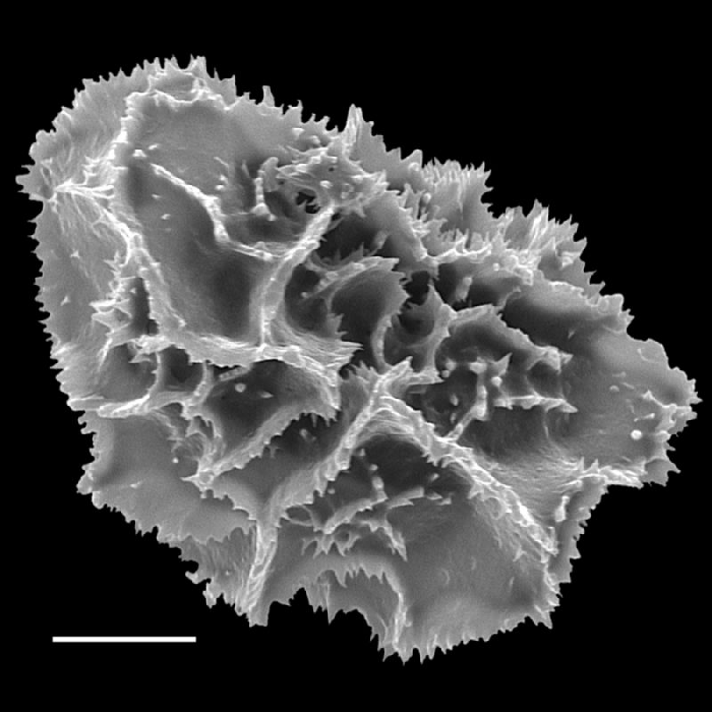 Dryopteridaceae Arachniodes denticulata
