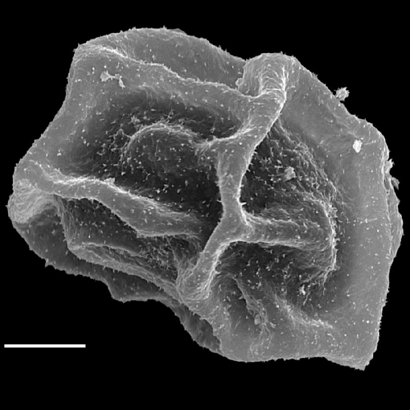 Dryopteridaceae Olfersia cervina