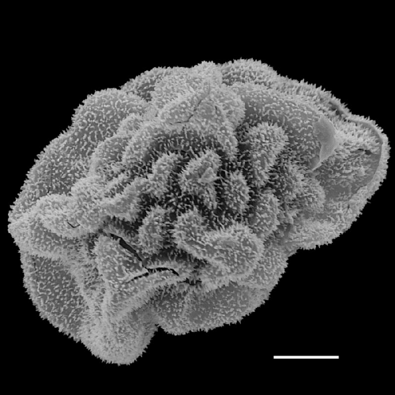 Dryopteridaceae Polybotrya crassirhizoma