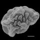image of Polybotrya crassirhizoma