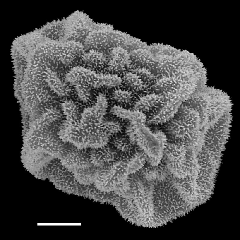 Dryopteridaceae Polybotrya crassirhizoma