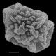 image of Polybotrya crassirhizoma