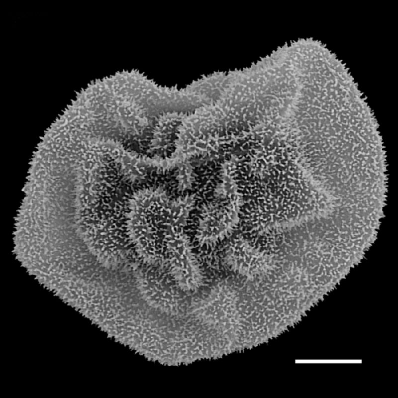 Dryopteridaceae Polybotrya crassirhizoma