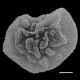 image of Polybotrya crassirhizoma