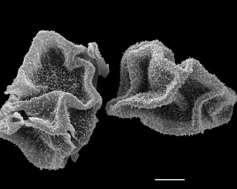 Dryopteridaceae Polybotrya cylindrica