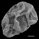 image of Polybotrya pubens