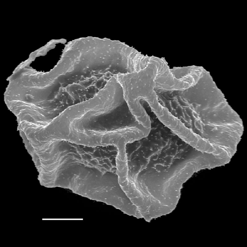 Dryopteridaceae Polybotrya pubens