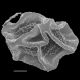 image of Polybotrya pubens