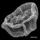 image of Polybotrya pubens