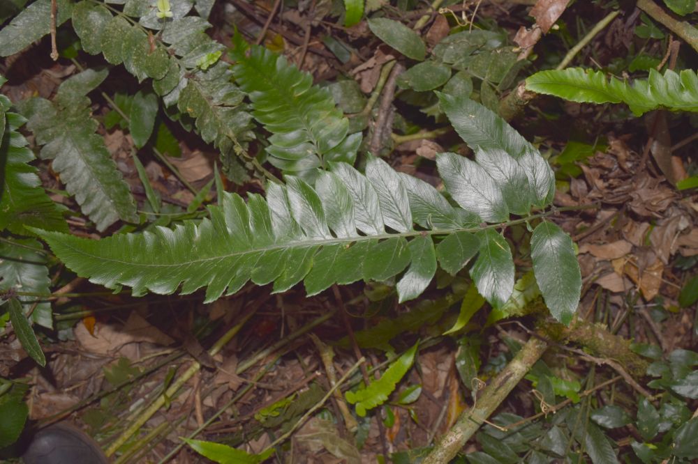 Athyriaceae Diplazium verapax
