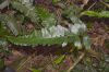 image of Diplazium verapax
