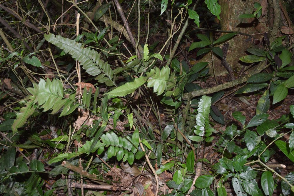 Athyriaceae Diplazium verapax