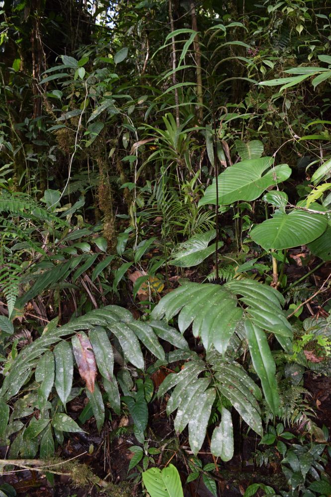 Pteridaceae Pteris praestantissima